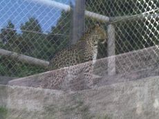 fuji_safari4.jpg